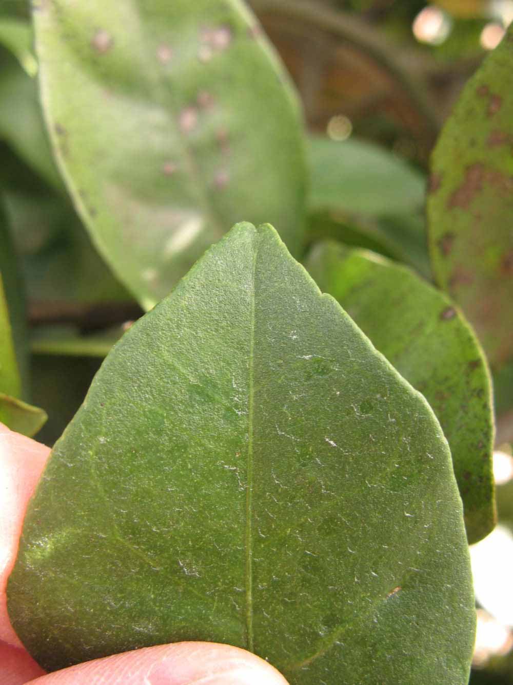              Margin (Winter Haven, FL)       